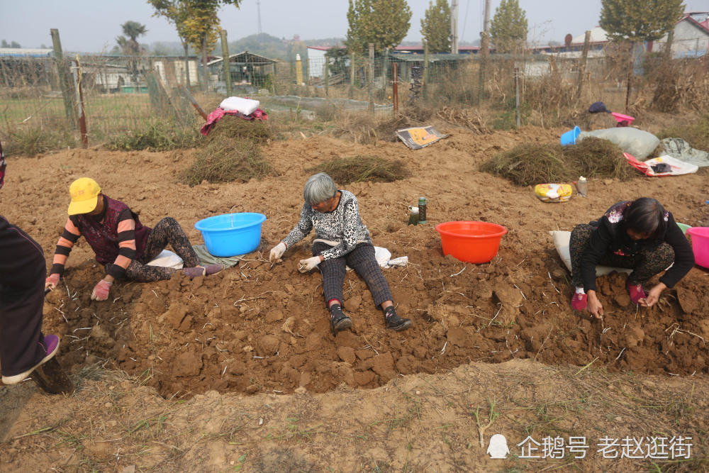 农村妇女组团跨市万人地里挖宝 一天一顿饭草垛上午休