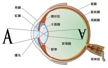 人为什么会近视的科学原理_为什么会近视图片(3)