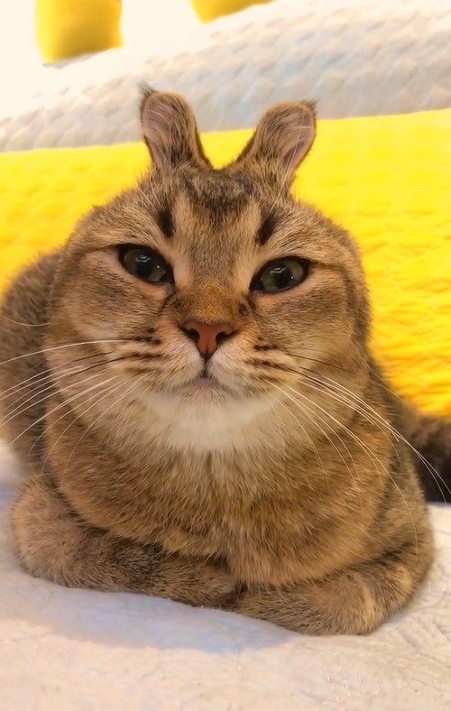 抖音最可爱"猫咪",当它带上金箍之后!网友:这整容成兔子了