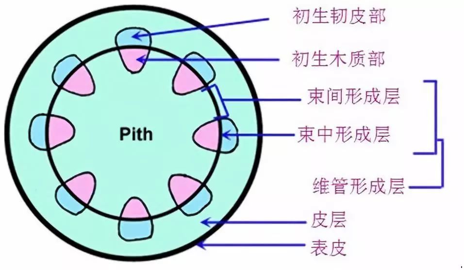 初生结构的立体图