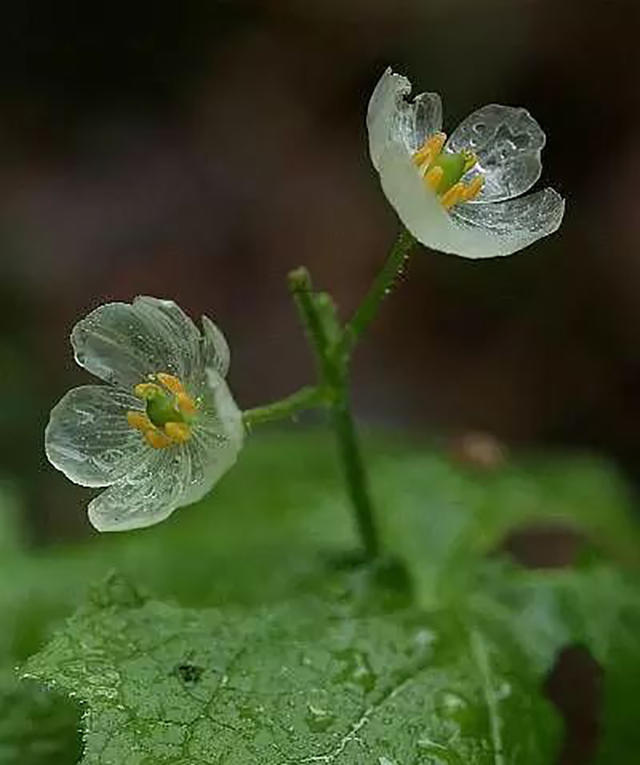 一下雨就会变透明 你认识这种花吗?