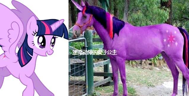 小马宝莉:6只小马穿越到现实世界,紫悦颜值高,碧琪变短腿小胖