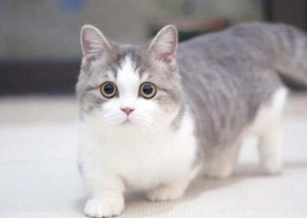 短腿猫和蓝猫打架 结果却被蓝猫摸头杀 模样可爱极了特别呆萌 看点快报