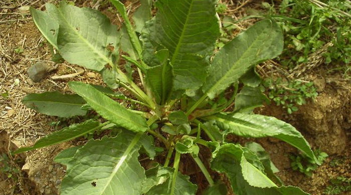 野菠菜是菠菜的"祖先"功效更出色,补血养肌肤,做紧致小女人