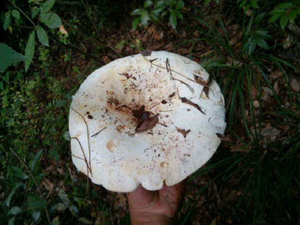 菌类,收购,野生,石灰菌,营养