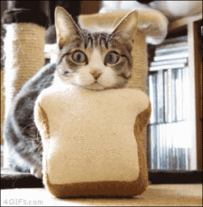 猫咪,表情包,颜值,gif,波帅