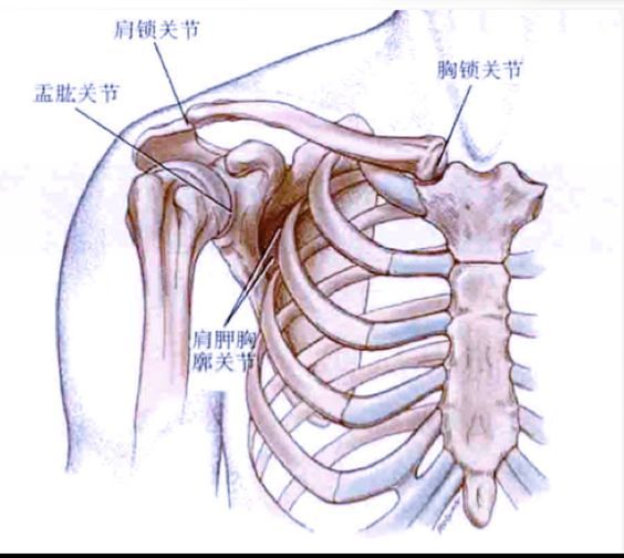 它是一个复合体,有四个关节构成,分别是: ①肩锁关节 ②胸锁关节 ③