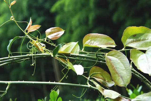 学名叫"金刚藤"的植物,有什么功效和作用?别说我没告诉你