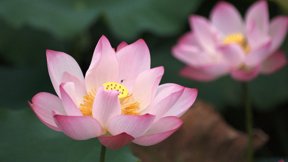 11月底战胜困难,看到生活新希望,充满力量的星座!