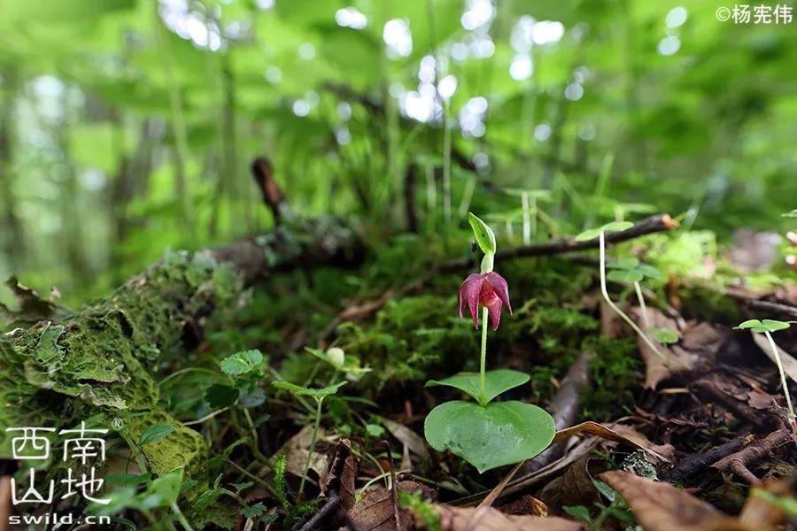 四川极小种群野生植物