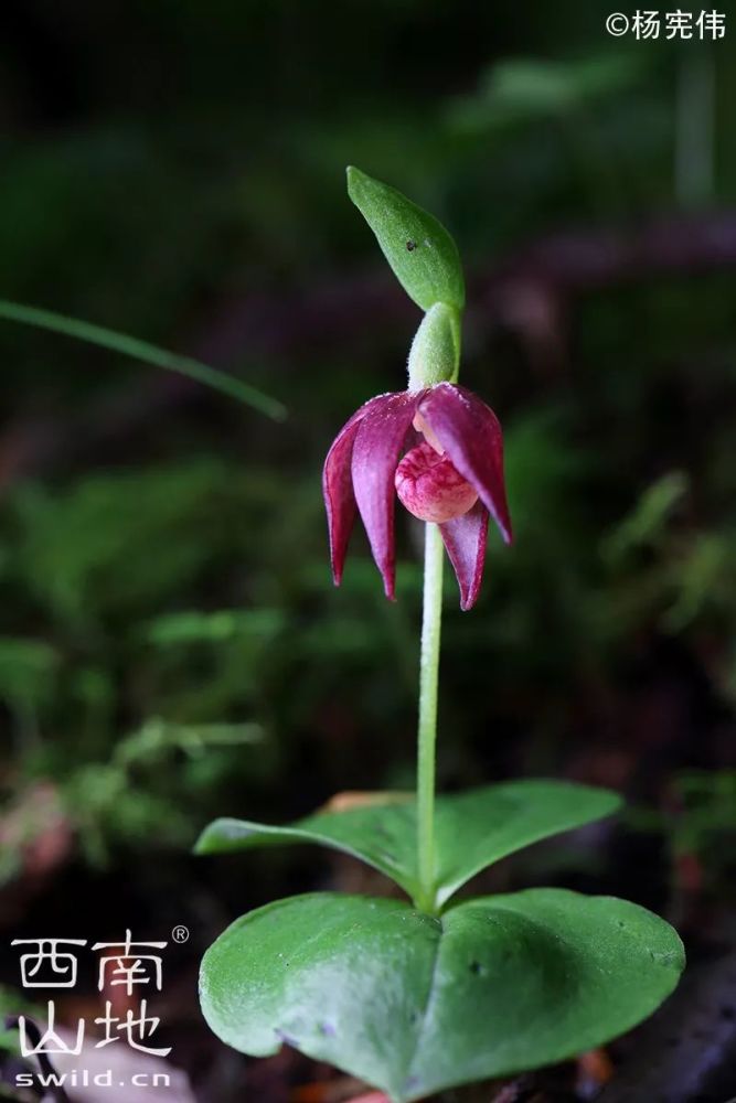 四川极小种群野生植物