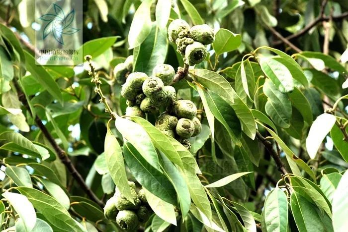 四川极小种群野生植物