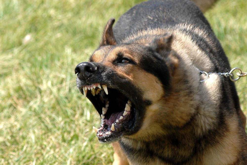 被狗狗咬了,就会得狂犬病吗?今天才知道错了!