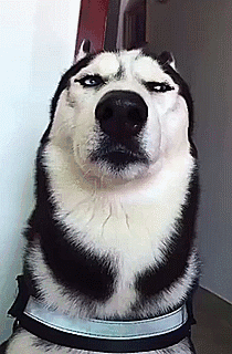 二哈犯困微眯着双眼表情超逗,这不是那个经典的表情包