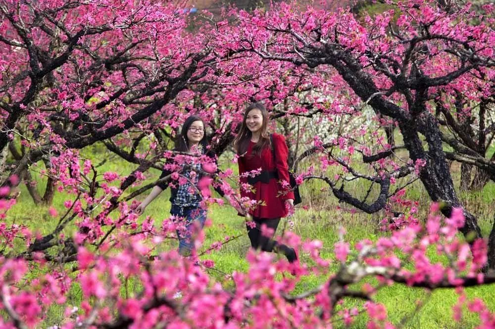 上坪镇是连平县鹰嘴蜜桃主要种植基地,因呈现出 "十里桃花,万亩果园"