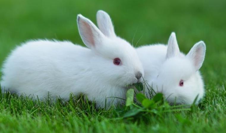 图中是两只兔子正在绿色的草地上面吃着草,它们浑身雪白,两只眼睛通红