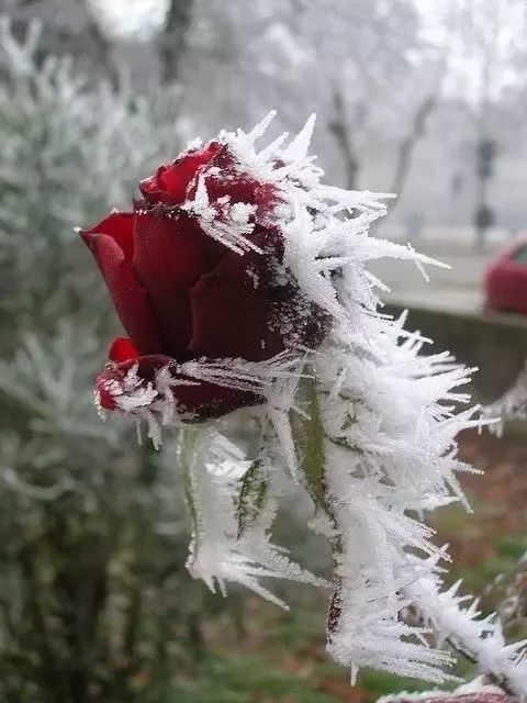 玫瑰,花映雪