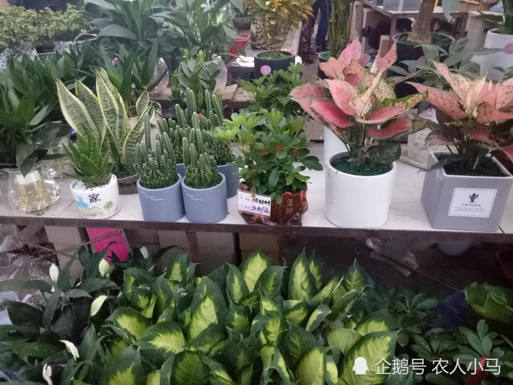 游览鄢陵花木基地,此植物多用于办公室与家里绿化环境