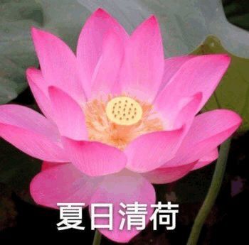 沙雕表情包 老娘最美