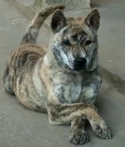 纯种的中华虎斑犬已经极难寻觅,它们急需人们的保护!