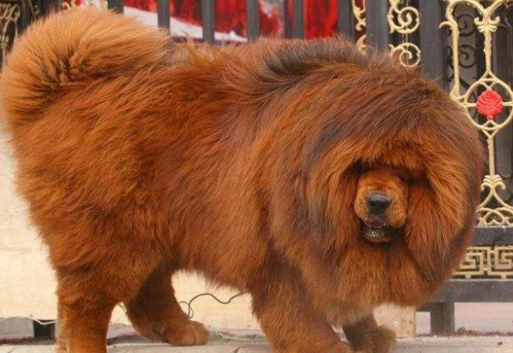 4种狗狗号称 全球最厉害 藏獒上榜 第一名就连狮子都害怕 看点快报