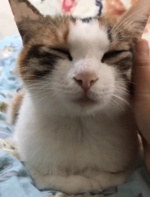 喵星人不肯睡觉,结果发现一个秘密开关,按一下就乖乖进入梦乡