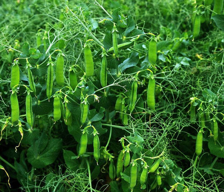 种植豌豆要注意搭架子,确保水肥和肥料充足,也要通风透气有阳光