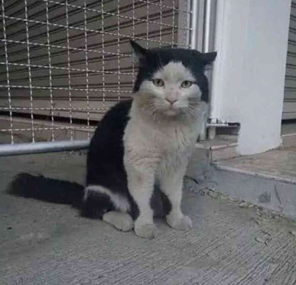 抖音"忧郁"猫咪火了,看到这张脸,网友:千万不能让网红