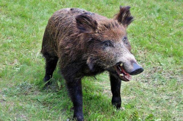 如果单打独斗的话,鬣狗厉害还是西伯利亚野猪厉害?
