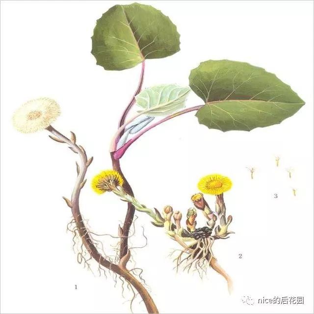 款冬花