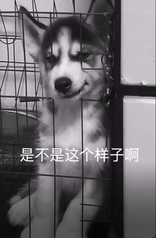 抖音"最帅哈士奇"火了,英气逼人,网友:单身久了看狗都