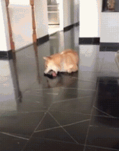 cs:go舔狗都为什么而舔呢?我们一起来看看吧