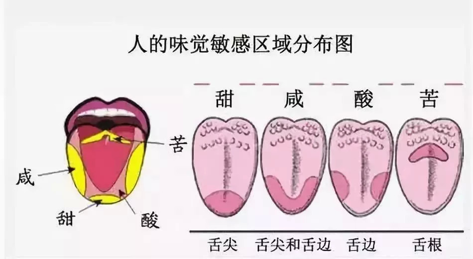 辣椒素,辣椒,舌头,大脑,人间