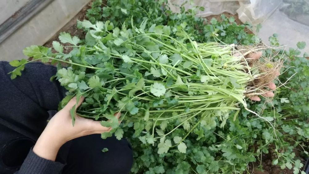 香菜虽然好处多,但是千万不要跟"它们"一起吃,严重危害身体!