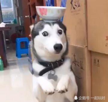 二哈闯祸被罚站,头上还顶着一个碗儿,它的光头v光头眼神的搞笑图片图片