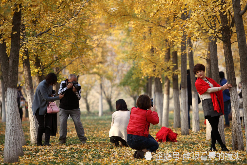 市民银杏林免费赏景 有人拍照有人摇树摘果