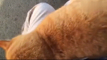 橘猫对陌生人投怀送抱,路人慌了:用衣服一裹带走算了?