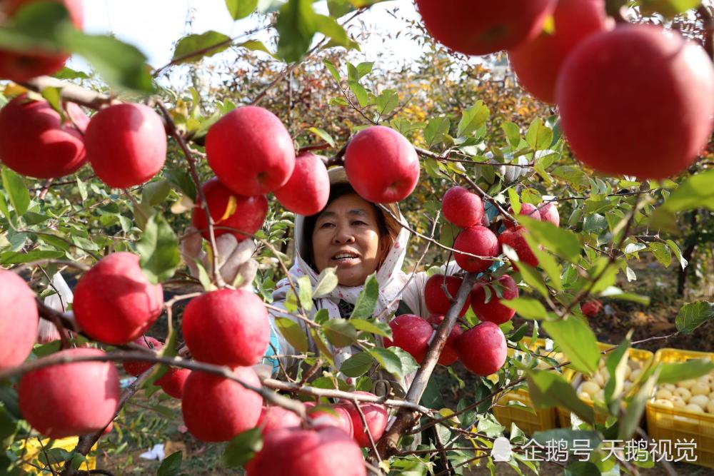 在山东省荣成市正宇农场拍摄的刚刚从果树上采摘的苹果.