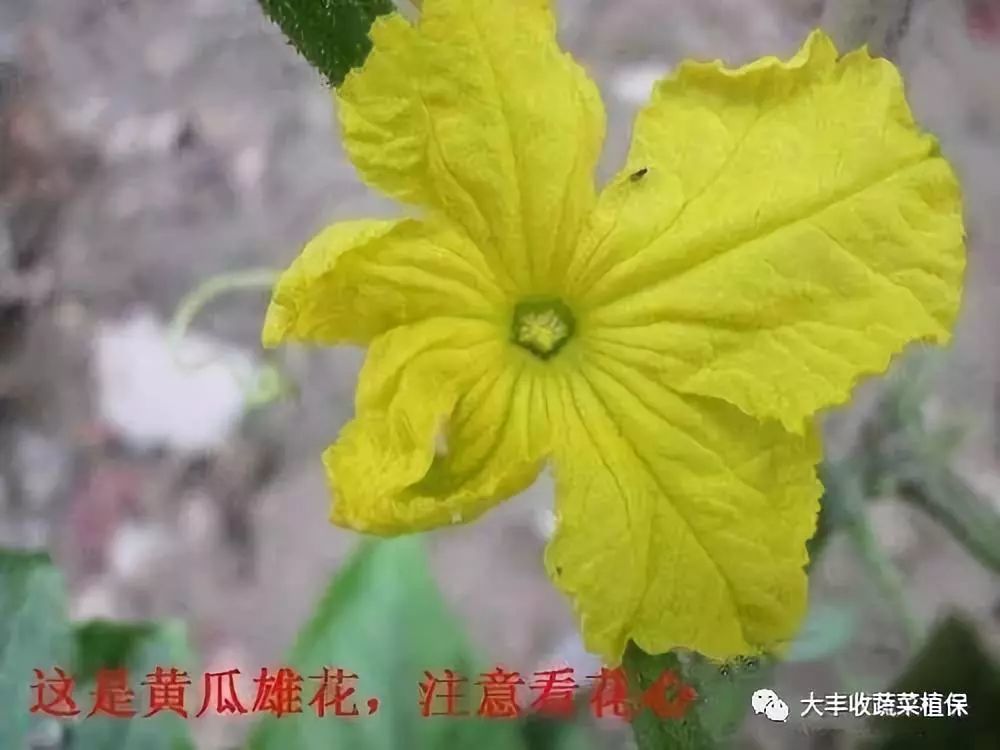 黄瓜怎样才能产量高?记住这7个小妙招!