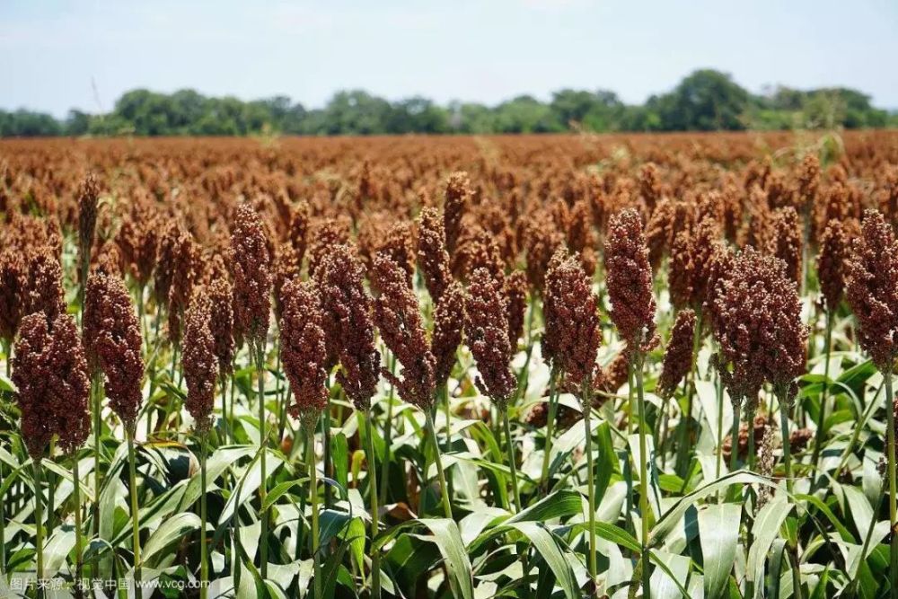 2019年高粱价格走势如何 种植一亩高粱能赚多少