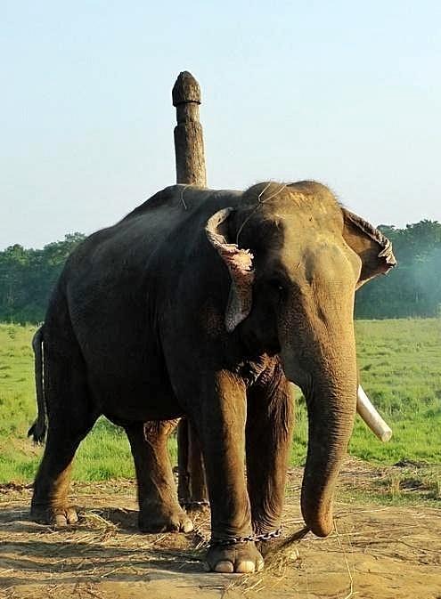大象族人女人_象族女人图片大全_大象族Jb_大