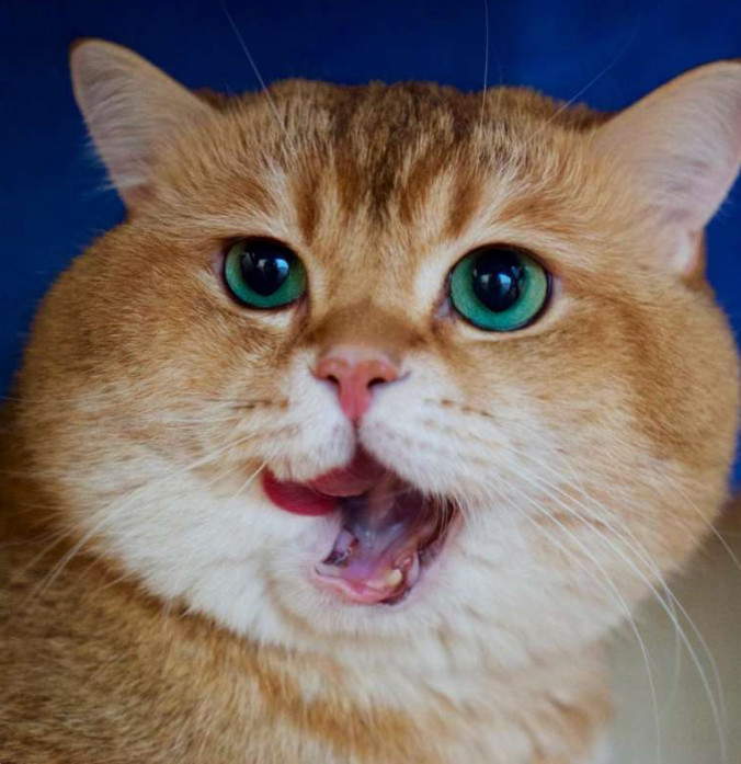 纸箱,hosico,要塞,猫咪,星星的孩子