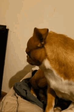 搞笑gif:手化冰接新娘,不知道今天能不能接走?