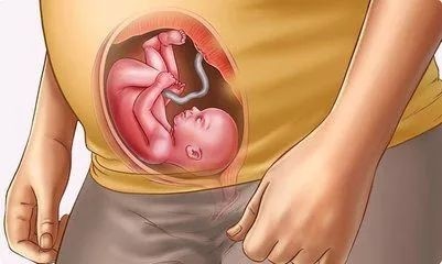 怀孕23周,胎儿喜获这个发育成果,你的宝宝胎动了吗