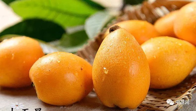 大五星枇杷:皮橙黄色 果肉橙红色 柔软多汁 品质极优