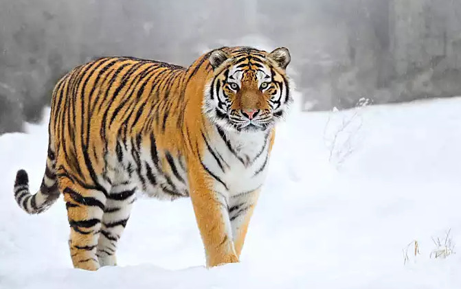 作为自然界体型最大,存在感最强的猫科动物,东北虎(也叫西伯利亚虎)