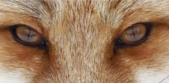 心里学:哪双狐狸眼睛看起来更有"杀气",测试智商高还是情商高