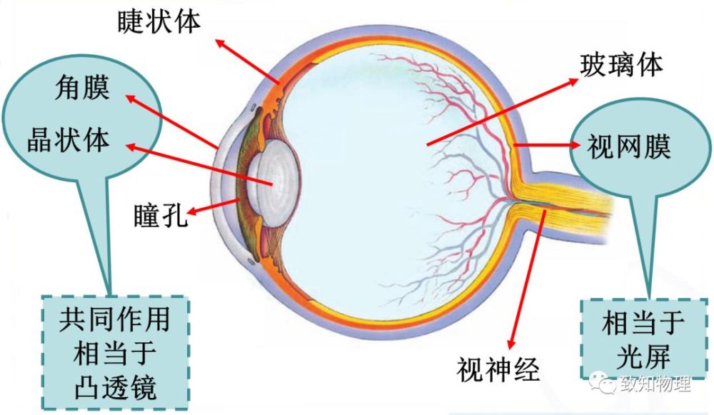 当睫状体收缩时,晶状体 变厚,对光的 偏折能力变大,来自近处物体的光