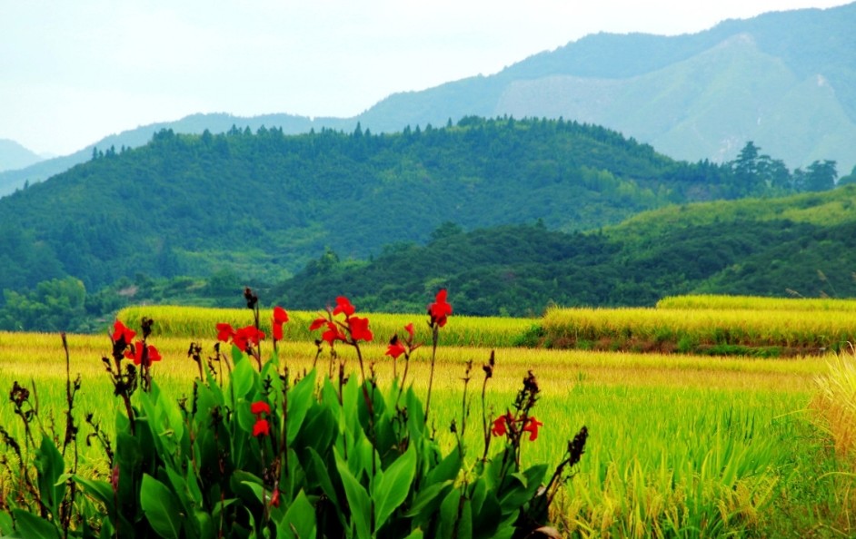 农村景色美,是真正大自然的美,山峰,树木,稻田.让人心旷神怡.