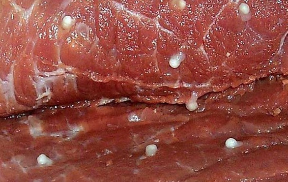 有一种猪肉叫做“米猪肉”，看到这种猪肉一定不要买也不要吃!